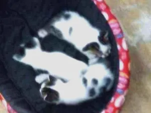 Gato raça Não tem idade 2 a 6 meses nome Ainda não tem