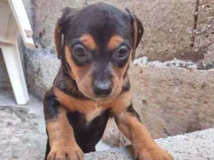 Cachorro raça Sem raça idade Abaixo de 2 meses nome Jujuba