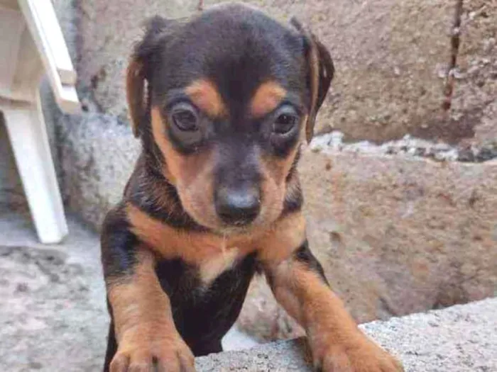 Cachorro ra a Sem raça idade Abaixo de 2 meses nome Jujuba