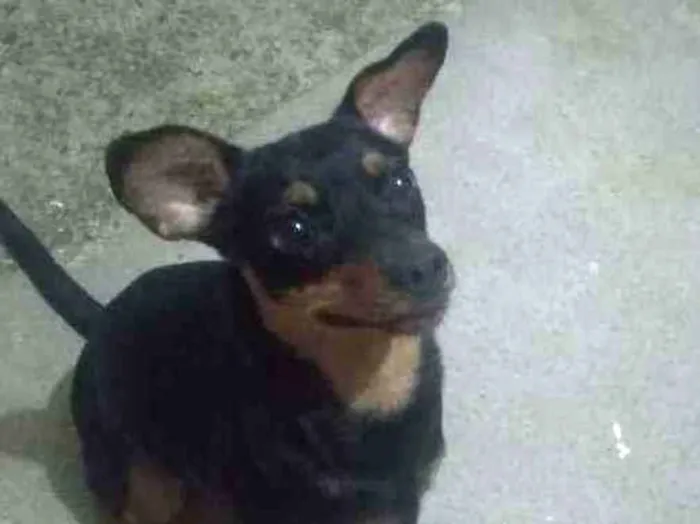 Cachorro ra a Pincher idade 1 ano nome Mel