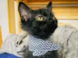 SALEM