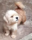 Bob
