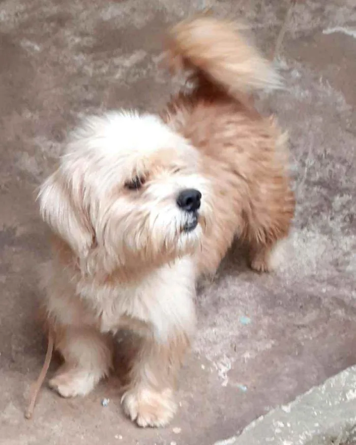 Cachorro ra a  idade  nome Bob