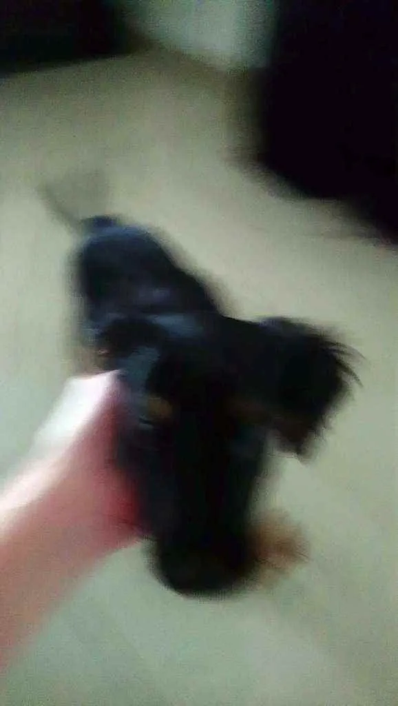 Cachorro ra a Vira-latas  idade 2 a 6 meses nome Barro, Cherlock, Nin