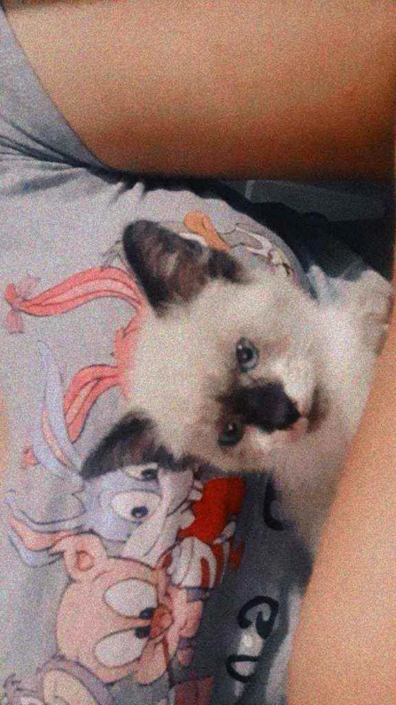 Gato ra a Siamês idade 2 a 6 meses nome Tobi