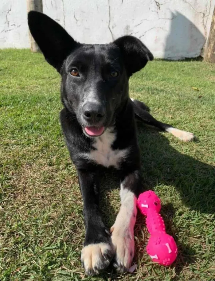 Cachorro ra a SRD-ViraLata idade 7 a 11 meses nome Pétala