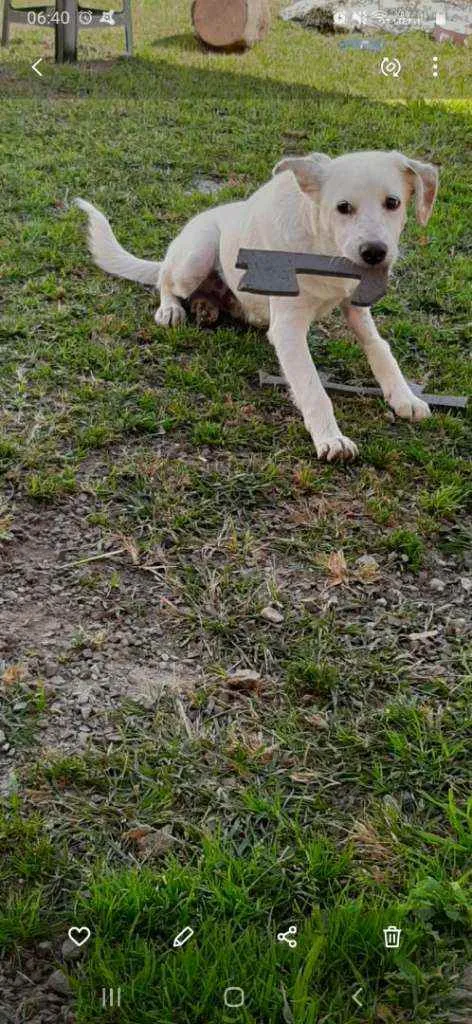 Cachorro ra a SRD idade 7 a 11 meses nome Floquinho