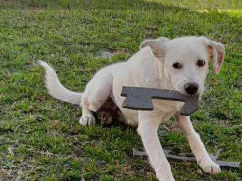 Cachorro ra a SRD idade 7 a 11 meses nome Floquinho