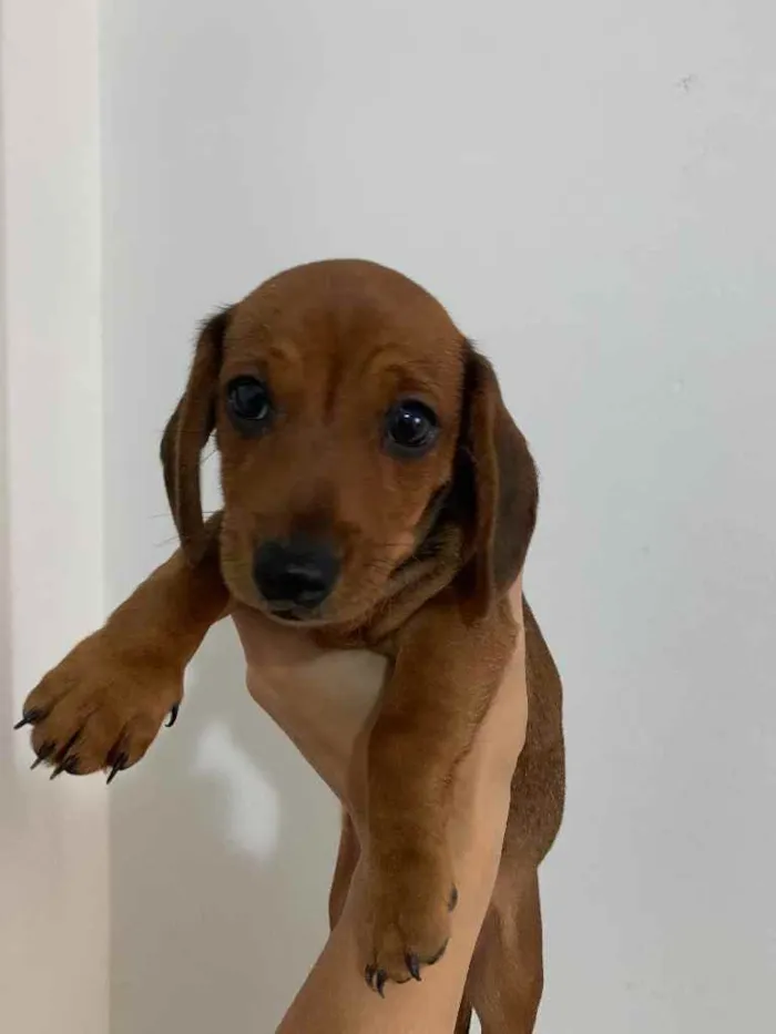 Cachorro ra a Dachshunds idade 2 a 6 meses nome Adoção Responsável 