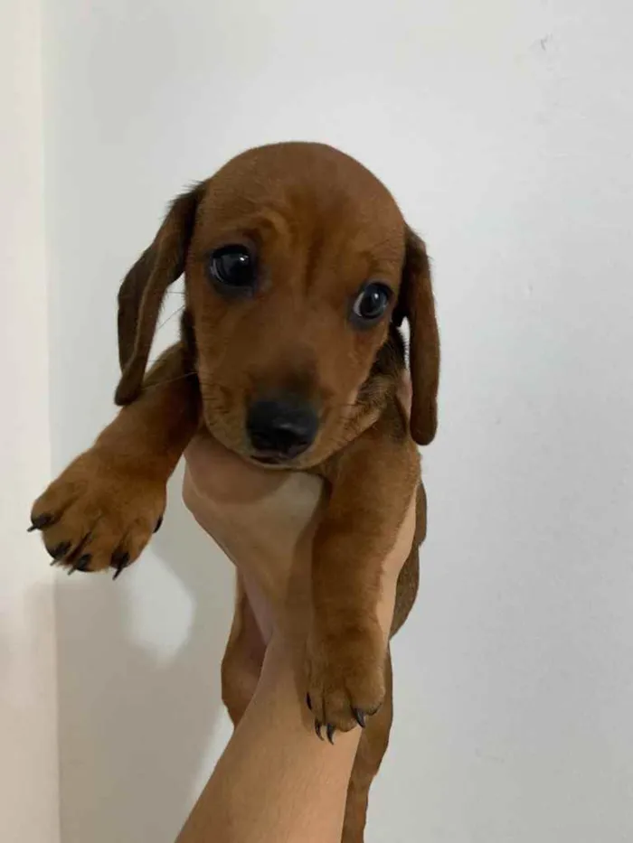 Cachorro ra a Dachshunds idade 2 a 6 meses nome Adoção Responsável 