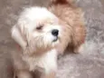 Bob