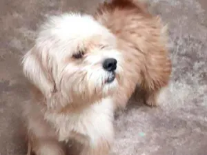 Cachorro raça  idade  nome Bob