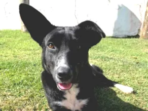 Cachorro raça SRD-ViraLata idade 7 a 11 meses nome Pétala