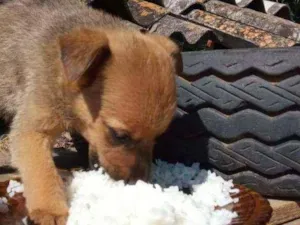 Cachorro raça SRD  idade 2 a 6 meses nome Mark 