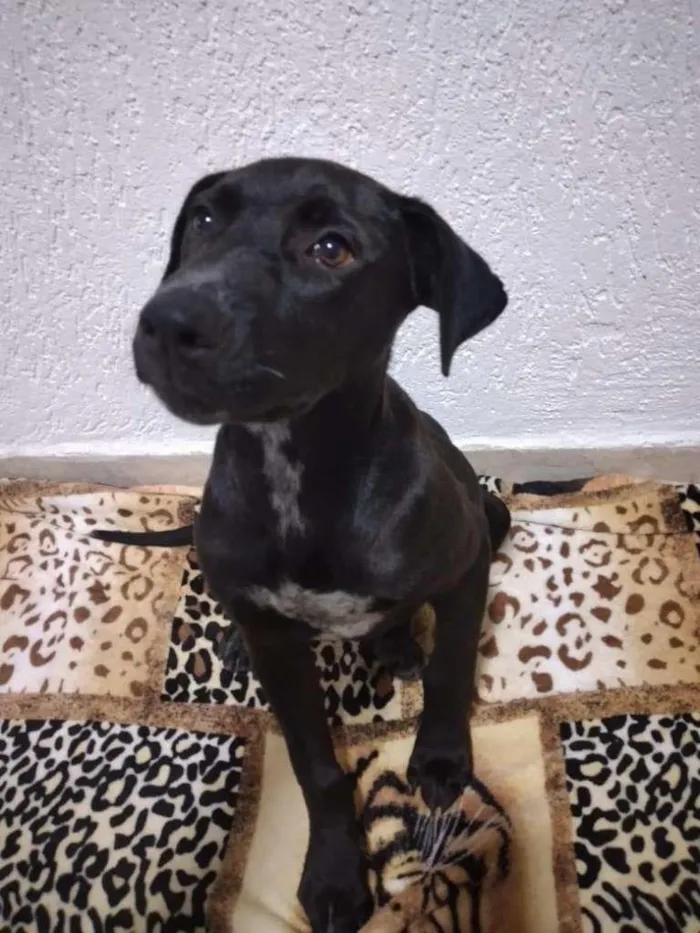 Cachorro ra a SRD-ViraLata idade 2 a 6 meses nome Ebony