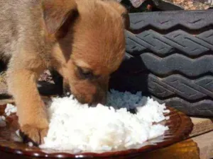 Cachorro raça SRD  idade 2 a 6 meses nome Dalila 