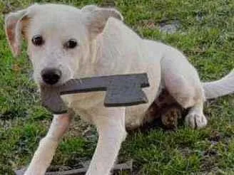 Cachorro ra a SRD idade 7 a 11 meses nome Floquinho