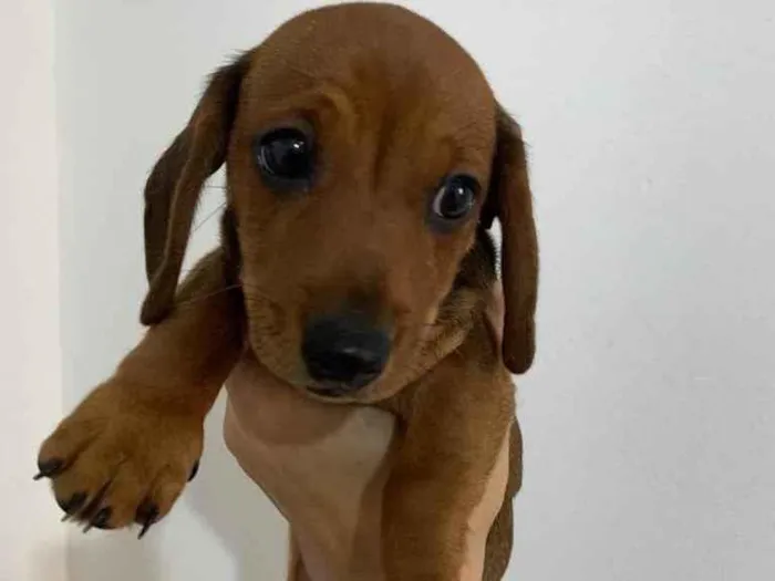 Cachorro ra a Dachshunds idade 2 a 6 meses nome Adoção Responsável 