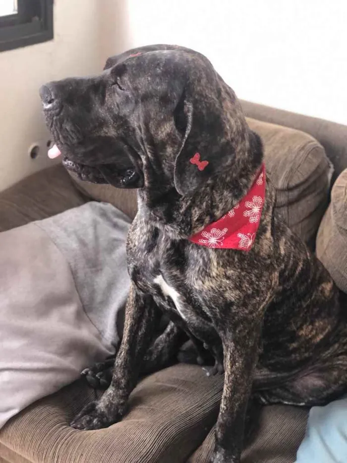 Cachorro raça Fila brasileira pura  idade 5 anos nome Filó 