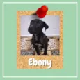 Ebony