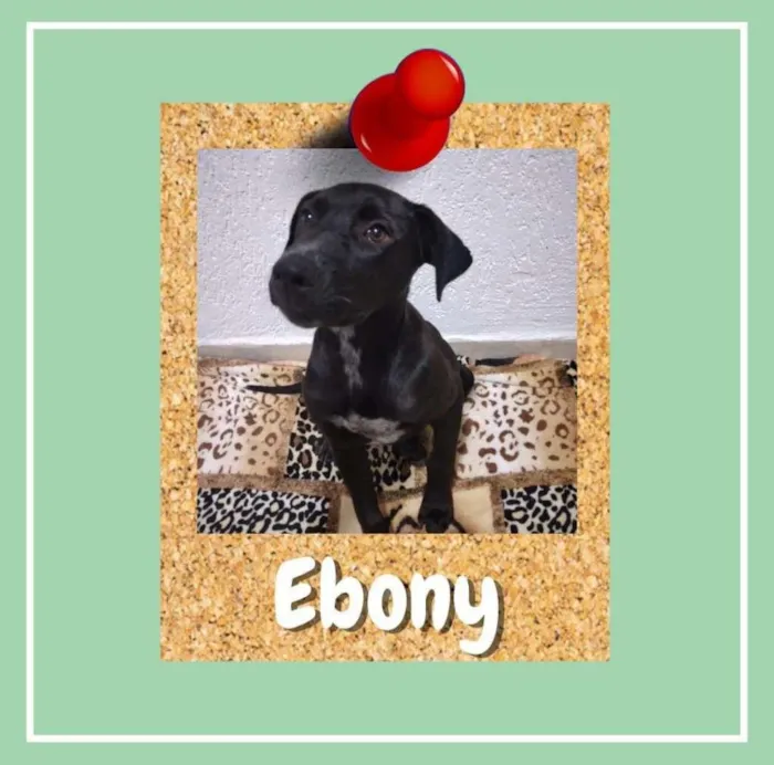 Cachorro ra a SRD-ViraLata idade 2 a 6 meses nome Ebony