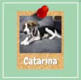 Catarina