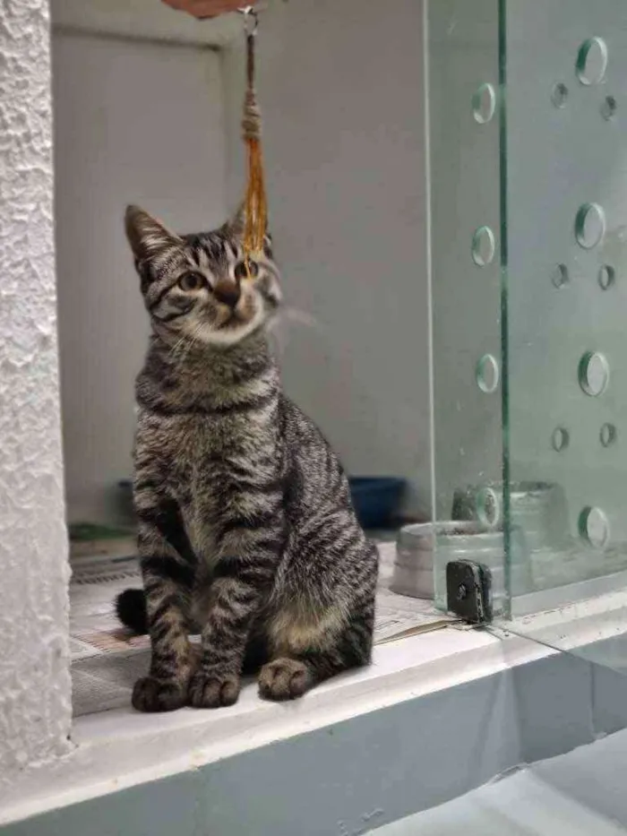 Gato ra a Srd idade 2 a 6 meses nome Octávio