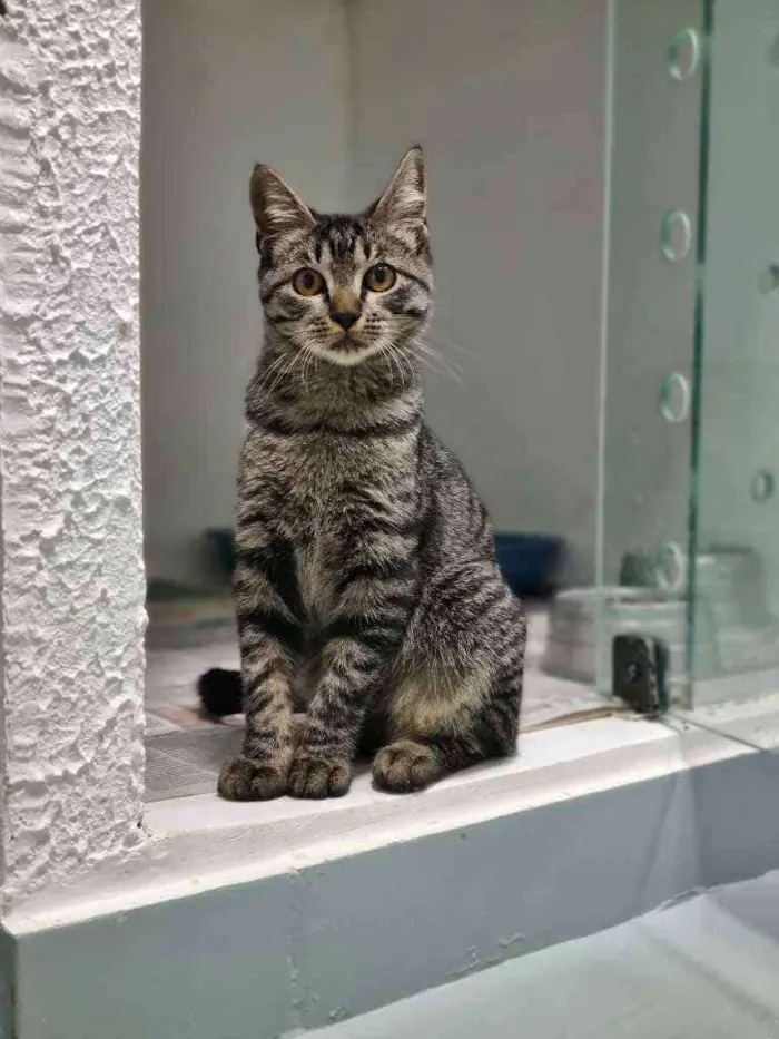 Gato ra a Srd idade 2 a 6 meses nome Octávio