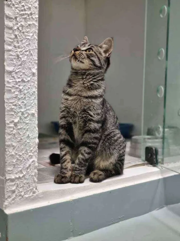 Gato ra a Srd idade 2 a 6 meses nome Octávio