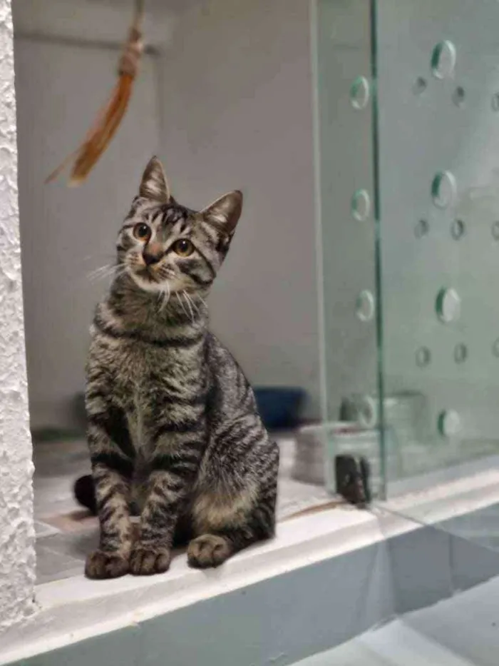 Gato ra a Srd idade 2 a 6 meses nome Octávio