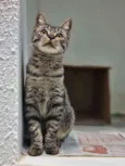 Octávio