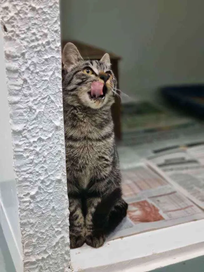 Gato ra a Srd idade 2 a 6 meses nome Octávio