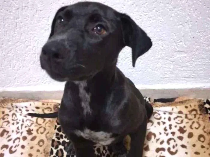 Cachorro ra a SRD-ViraLata idade 2 a 6 meses nome Ebony