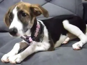 Cachorro raça SRD-ViraLata idade 2 a 6 meses nome Catarina