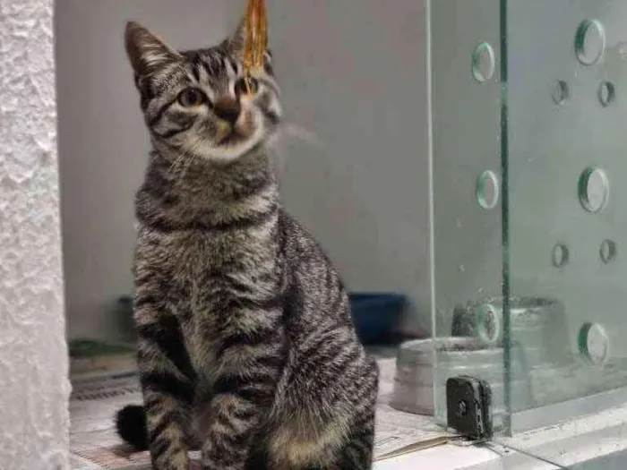 Gato ra a Srd idade 2 a 6 meses nome Octávio