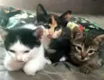 Luna, tedy e tom