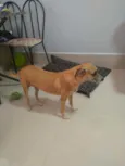 Paçoca