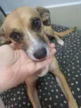 Paçoca