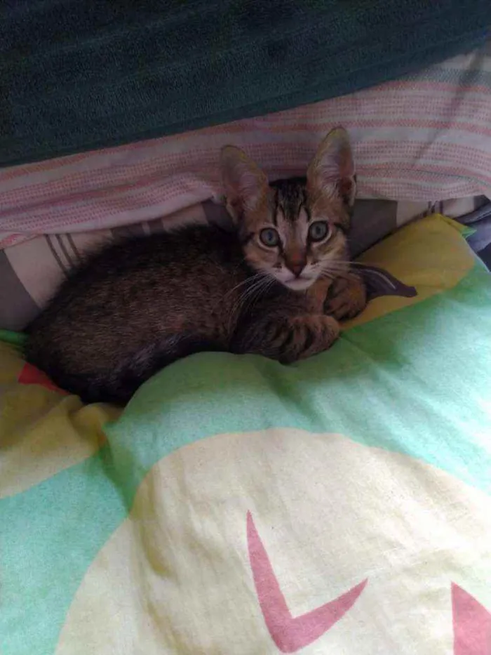 Gato raça SRD  idade 2 a 6 meses nome Luna 