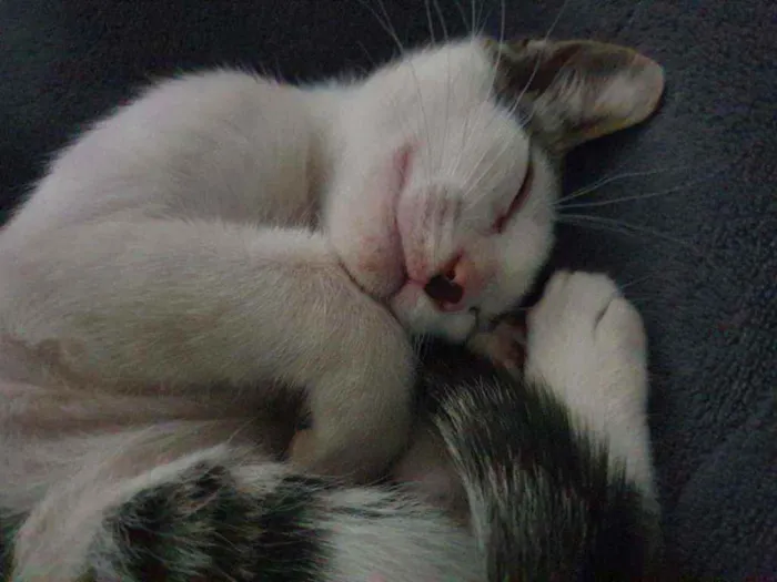 Gato ra a  idade 7 a 11 meses nome HARU