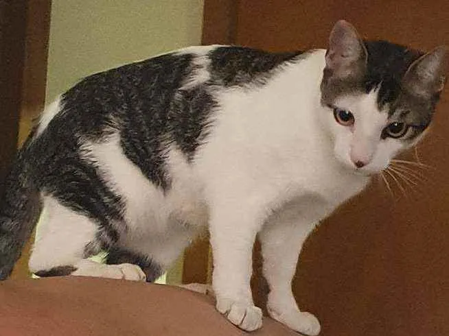 Gato ra a  idade 7 a 11 meses nome HARU