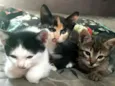 Luna, tedy e tom