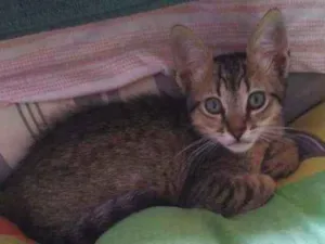 Gato raça SRD  idade 2 a 6 meses nome Luna 