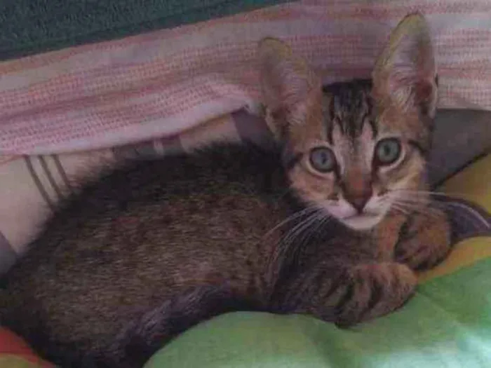 Gato raça SRD  idade 2 a 6 meses nome Luna 