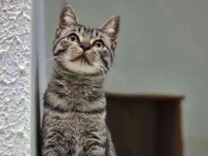 Gato raça Srd idade 2 a 6 meses nome Octávio