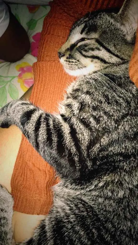 Gato ra a  idade 7 a 11 meses nome Leia