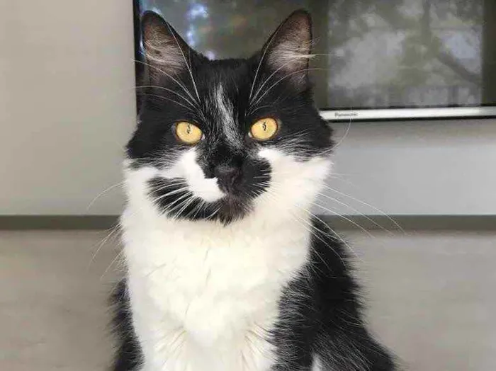 Gato ra a Srd  idade 6 ou mais anos nome Dudu