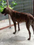 Tigrão