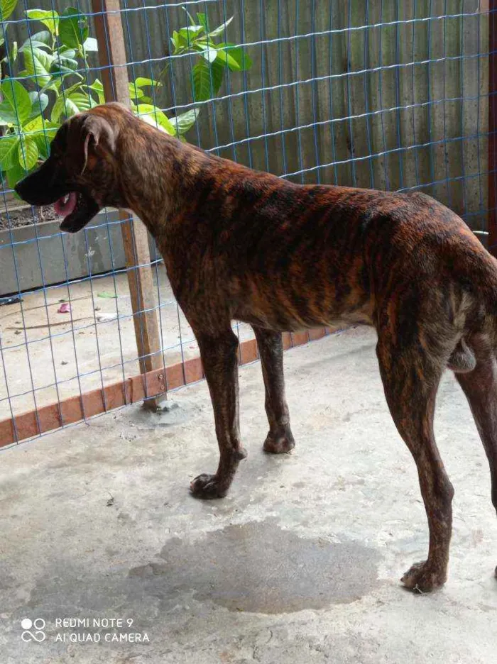 Cachorro raça Pitbull e vira lata idade 1 ano nome Tigrão