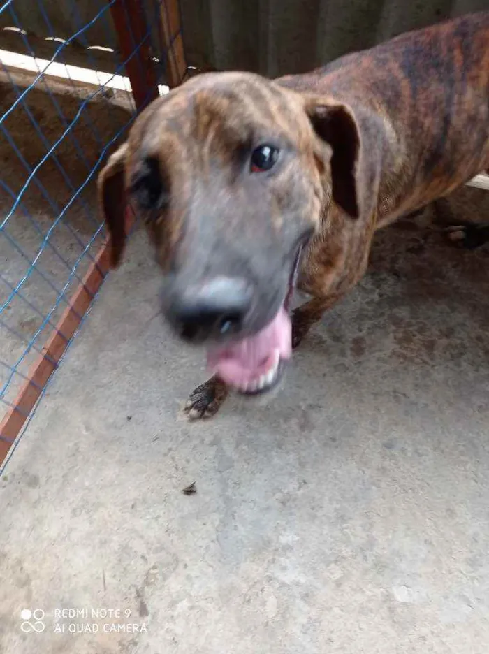 Cachorro raça Pitbull e vira lata idade 1 ano nome Tigrão
